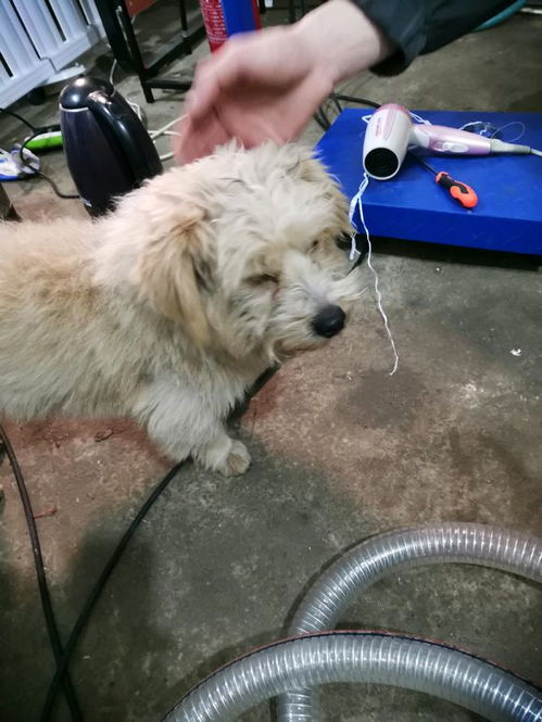 流浪狗认出主人后激动跳跃的瞬间