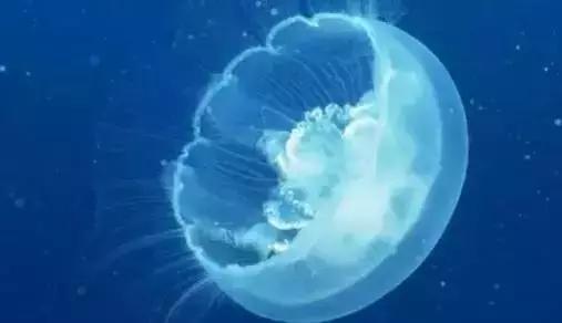 中毒患者描述幻觉中的水母和凤凰场景