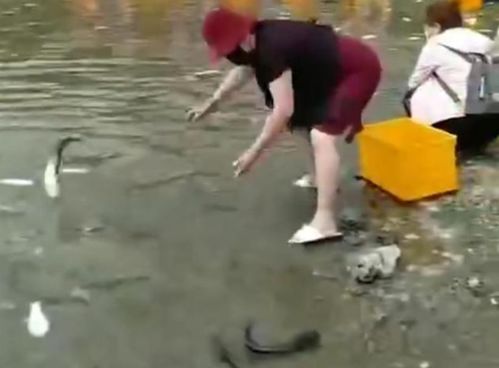 女子在河边放生大量鲇鱼