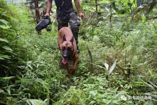 警犬在山林中追踪气味