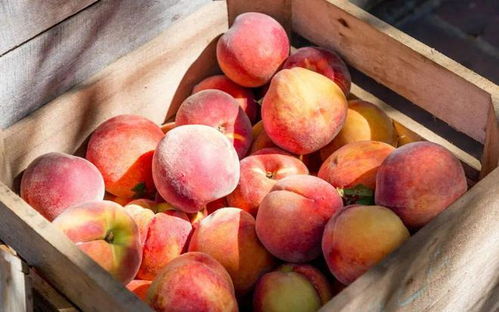 一颗表面裂开的桃子特写