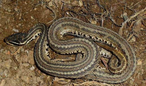 家属手持毒蛇照片悲伤回忆