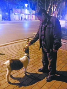 市民牵着宠物狗在公园散步