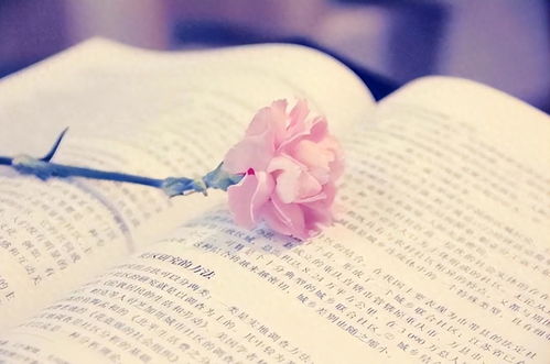 治愈系英语学习：在焦虑时代找回语言的温度与力量