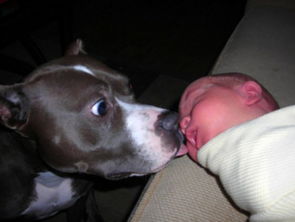 狗狗看到主人回家兴奋成陀螺，这些萌宠瞬间让人笑中带泪