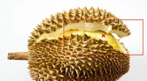 挑选榴莲时用手捏刺判断成熟度
