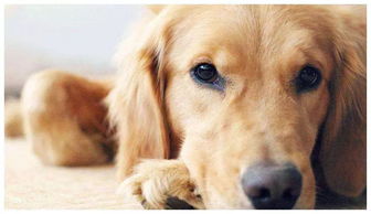 金毛犬独自跑回主人家门口的瞬间