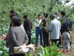 农业专家在田间指导种植技术