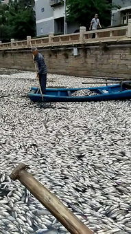 工作人员在湖中打捞死鱼