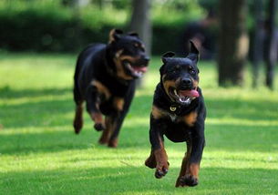 黑色罗威纳犬在小区内行走