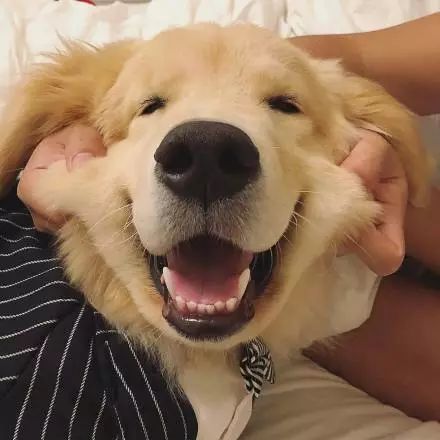 小孩指着金毛犬惊讶表情