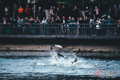 洱海鱼跃水面引热议，专家辟谣地震前兆说法