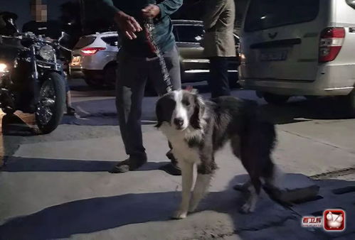 宠物狗豆豆带领民警送老人回家