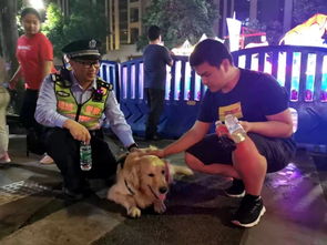 民警找回被盗金毛犬的现场画面