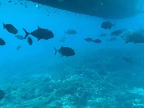 乌克兰使用的Gavia水下无人艇模型图