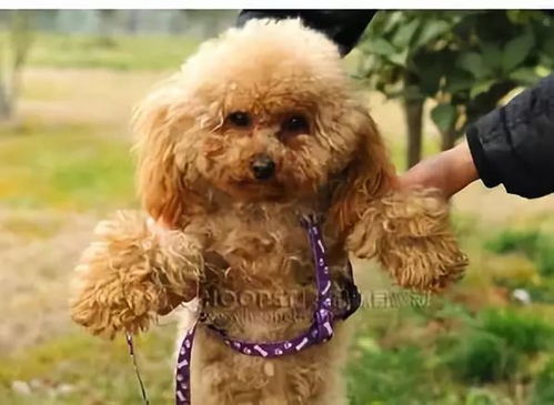 重庆遛狗不牵绳引发冲突，女子动手被立案：一场公共文明的‘耳光’