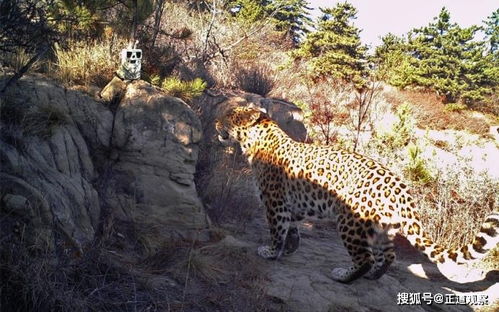 黄雨娟作品中的跨物种元素