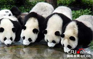 无人机与大熊猫互动画面