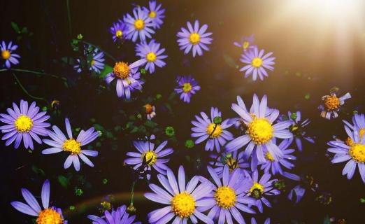 一朵盛开的梦想之花象征希望与成功