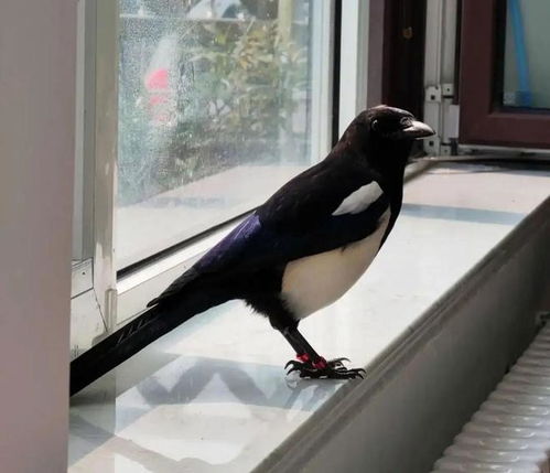 喜鹊大战无人机？网友拍下惊险一幕，动物本能引发热议