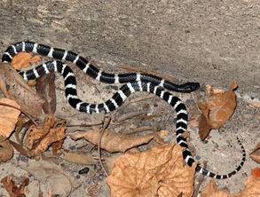 银环蛇身体特征清晰展示