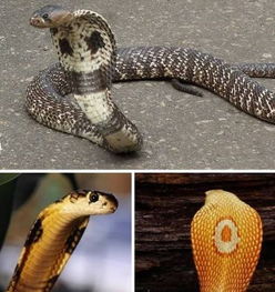 新加坡公园内发现的眼镜蛇图片