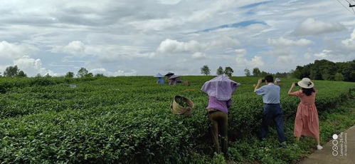 醉蝶花与蓝天白云相映成趣