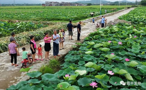 游客观赏双色莲花