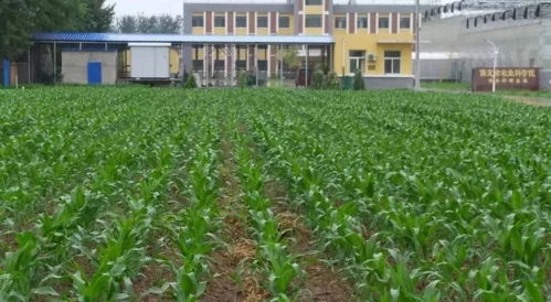 玉米田地生长中的玉米植株