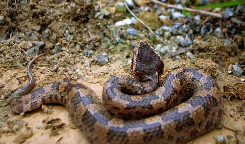 被蛇咬后应该怎么办？亲身经历+急救指南，关键时刻能救命！