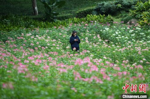孩子们在醉蝶花田边玩耍
