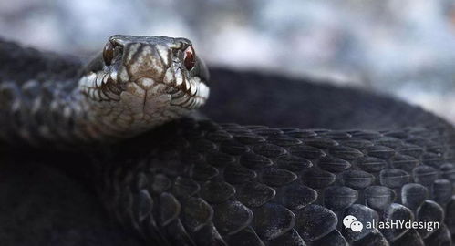 户外警示标识显示有蛇出没的安全提示牌图片