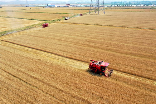 大型联合收割机在麦田中作业