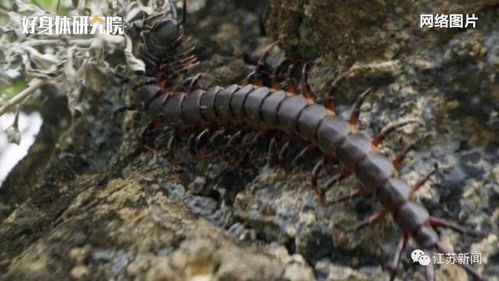 被毒蛇咬伤有多可怕？真实案例+急救指南，看完再也不敢大意！