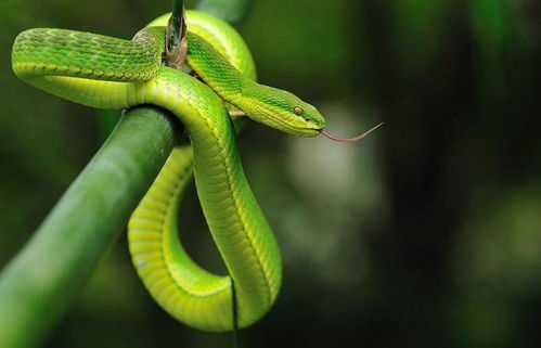 三亚街头惊现毒蛇竹叶青！亲身经历告诉你如何应对这种致命威胁