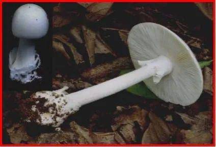 致命鹅膏与橙盖鹅膏对比图