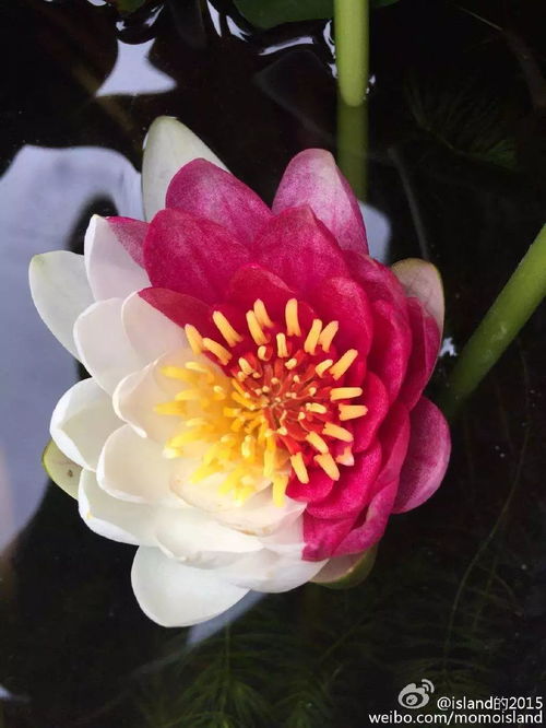 双色莲绽放祝福高考生，我在微博上被这朵花暖到了