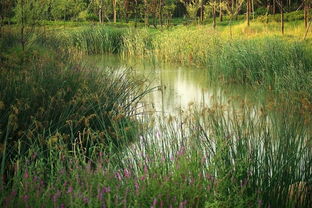 夕阳下的湖泊与湿地生态