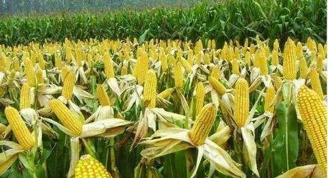 云南山区种植的玉米地