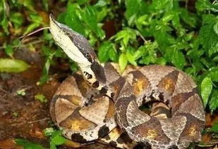 一条盘绕在草丛中的毒蛇