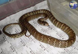 海南三亚野外环境中的毒蛇出没警示牌