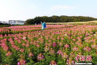 我与醉蝶花的邂逅：一场夏日的浪漫之旅