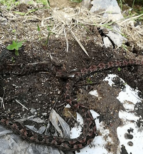 被蛇咬伤该如何进行急救？这些步骤你必须知道！