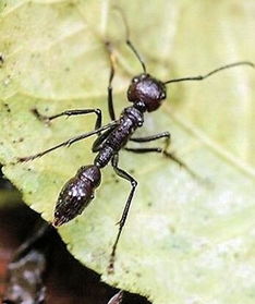 白象多半发声明背后：消费者信任危机与渠道博弈