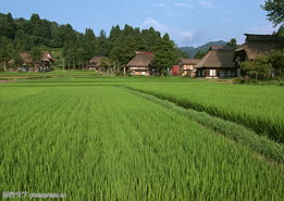 南方乡村田野风光