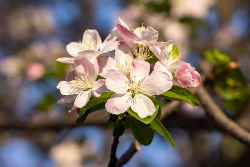 “海棠文”有文学价值吗？贴吧热议背后的真实解读