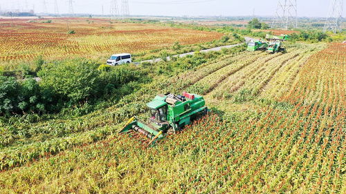 解锁丰收背后的科技密码：从5G到AI，我亲历的智慧农业新图景