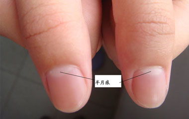 指甲上的月牙示意图