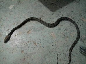 女子被蛇咬身亡事件发酵，医生停职引发公众热议