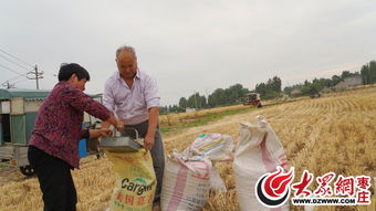 芒种时节的劳作场景